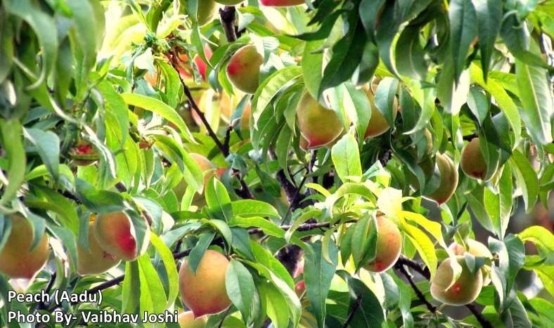 peach-aadu-fruit-benefits